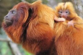 ICMBio exonera todos os chefes de UCs que protegem o mico-leão-dourado