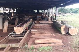 Empresa é multada por exploração de madeira dentro do Parque Nacional em Bonito