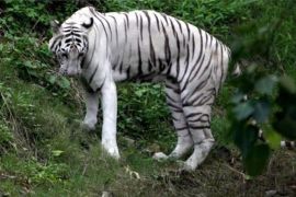 Tigres-brancos atacam e matam cuidador em parque nacional da Índia