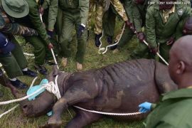 Oito rinocerontes ameaçados de extinção morrem após transferência entre parques