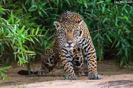 Veja onde e como fazer turismo de observação de onças no Pantanal