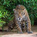 Veja onde e como fazer turismo de observação de onças no Pantanal