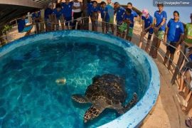 Ricardo Salles extingue três bases do Projeto Tamar, de conservação de tartarugas