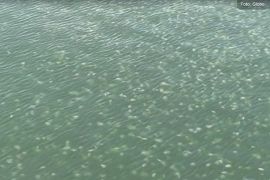 Centenas de águas-vivas são vistas na Baía de Ilha Grande, RJ